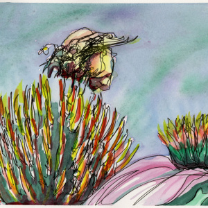 Watercolor drawing of a bee on a thistle- T. Nara
