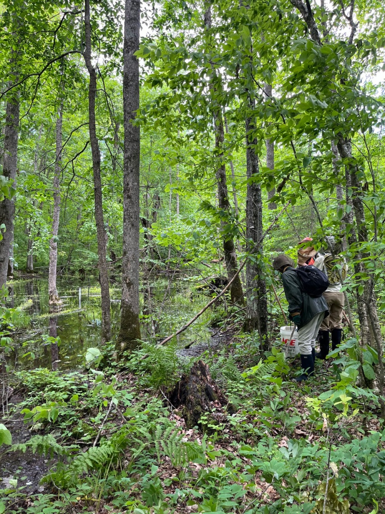 People viewing a vernal pool in the forest