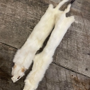 two ermine hides with white fur