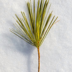 small branchlet with long pine needles on the end